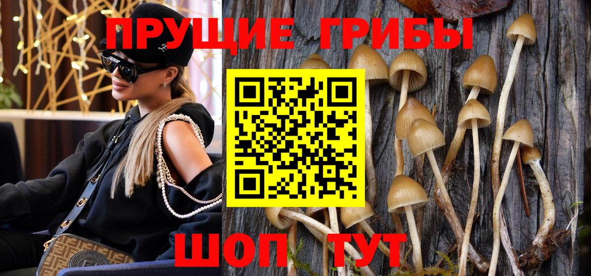 Псилоцибиновые грибы Psilocybine cubensis Майский